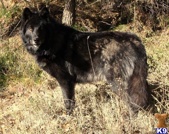 azwolfdogs Picture 2